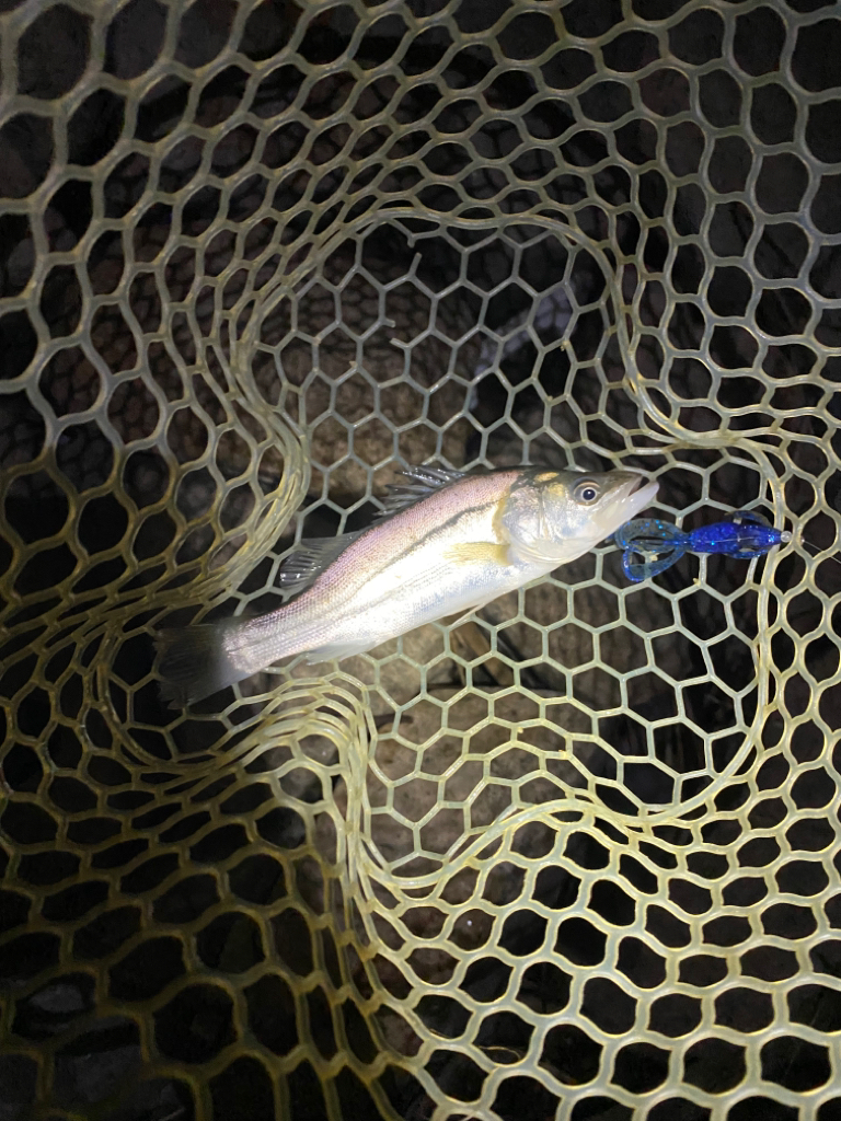 淀川ブリームゲーム