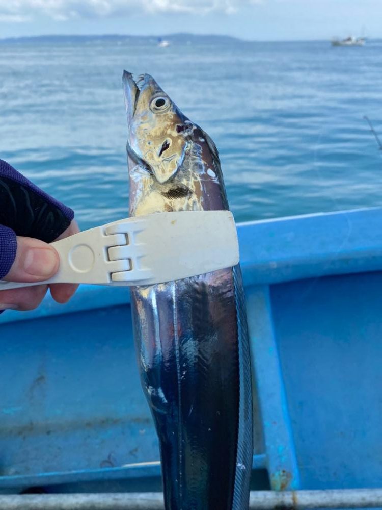 タチウオジギング
