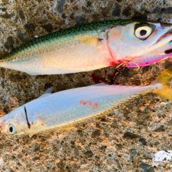 マキマキ＋ジグサビキで中アジ狙いにゃ！