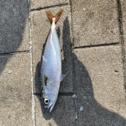 シーサイドコスモの鯖