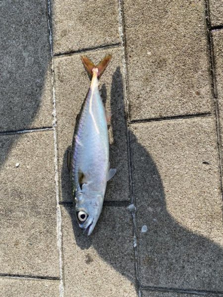 シーサイドコスモの鯖