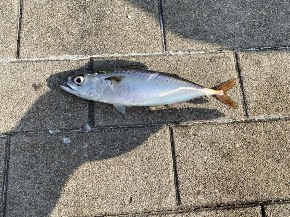 シーサイドコスモの鯖