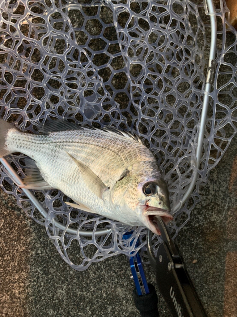 チヌハンターパート38