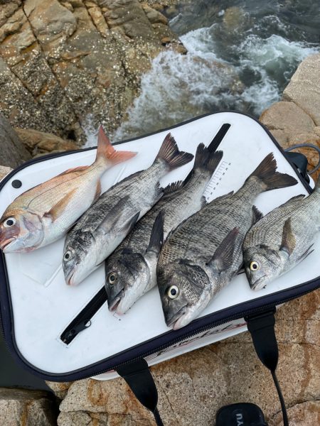 宮島チヌ練習Part2