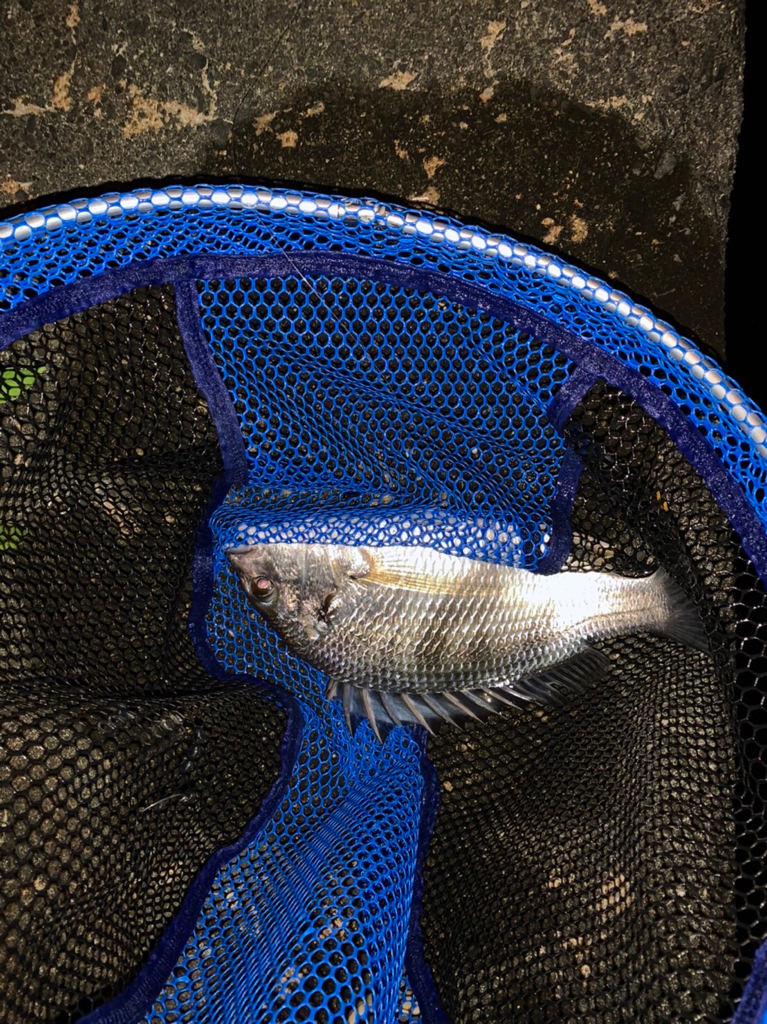 淀川のヌシが！