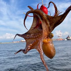 湾奥コスモ蛸。まだ何とか4杯。。。