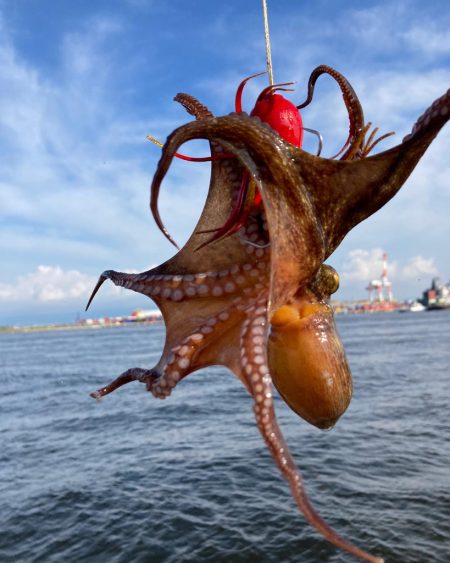 湾奥コスモ蛸。まだ何とか4杯。。。