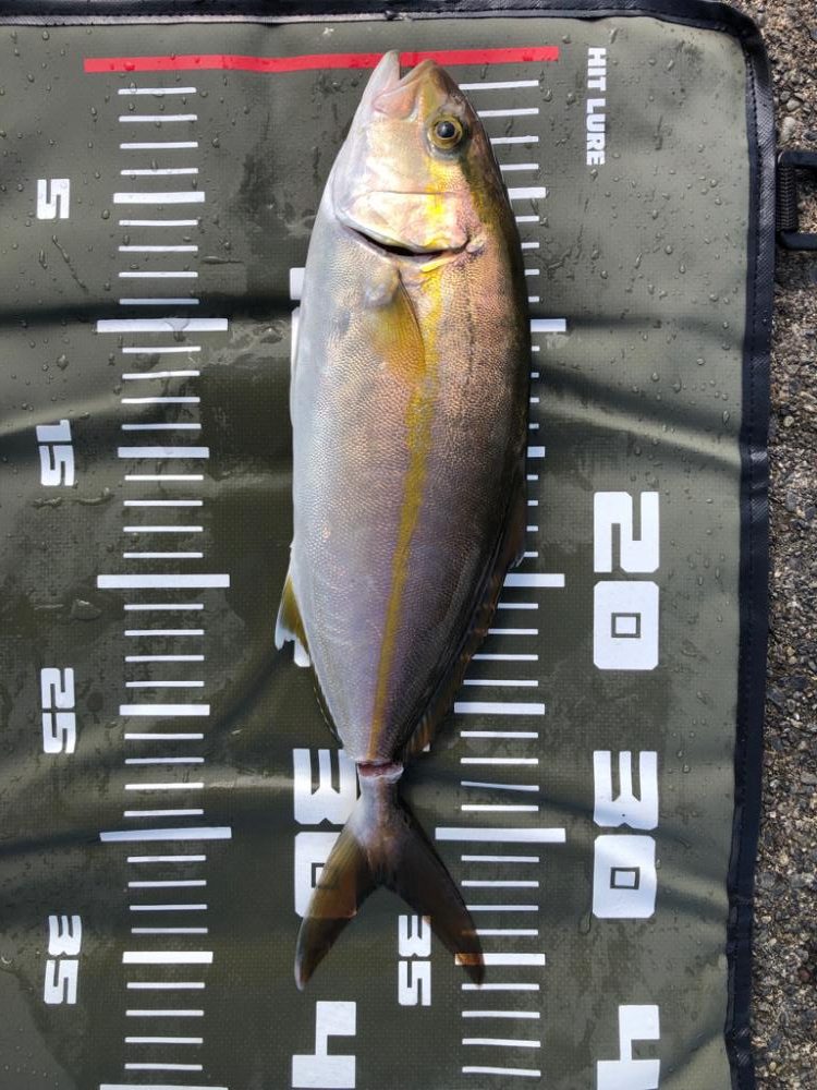 トリックサビキからの泳がせ