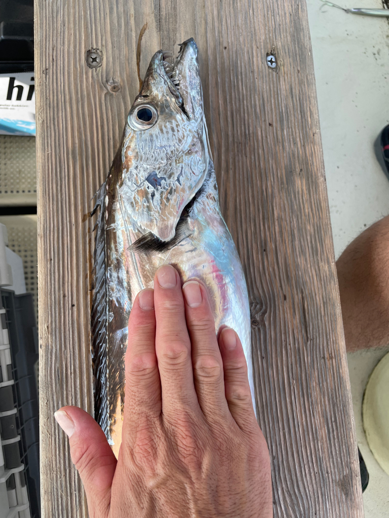 須磨沖タチウオジギング