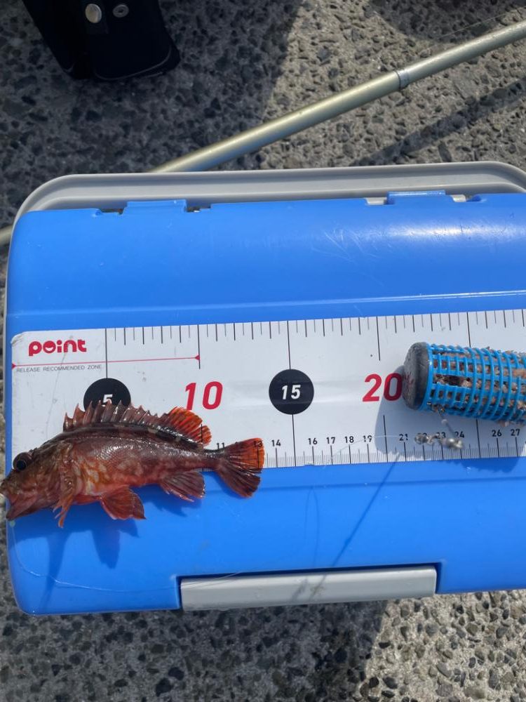 ぼちぼちサイズUP