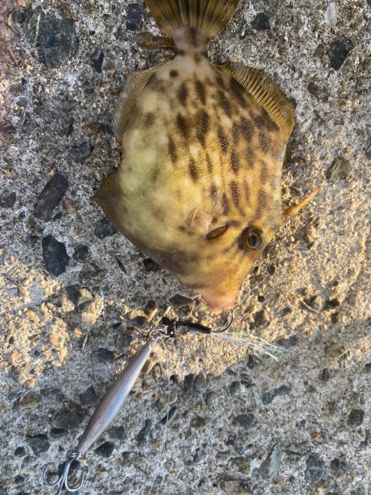 まさかのカワハギ②