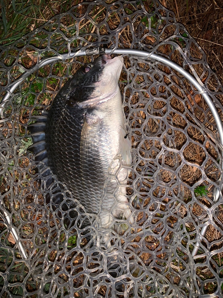 チヌハンターパート45