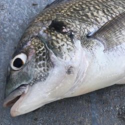 カタクチノマセ