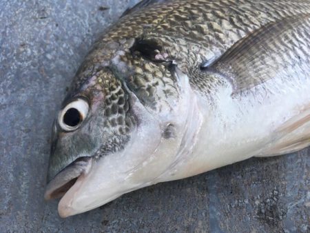 カタクチノマセ