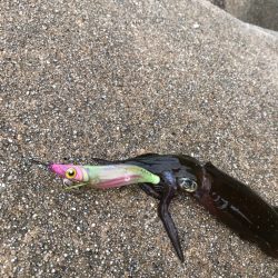 新子見に行きました！