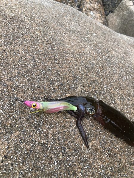 新子見に行きました！