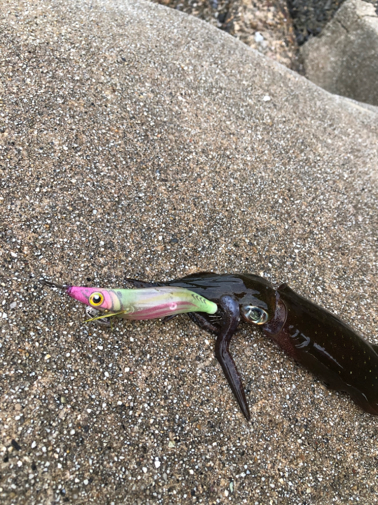 新子見に行きました！