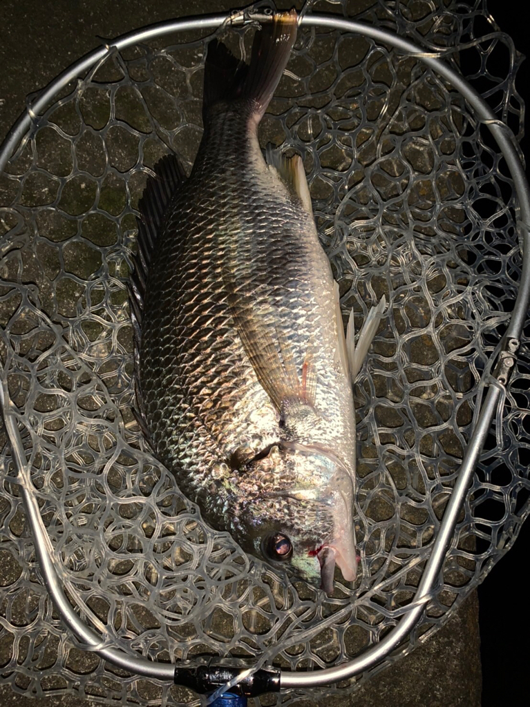 チヌハンターパート36