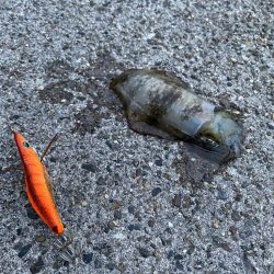 仕事終わりに1時間程度アオリ調査