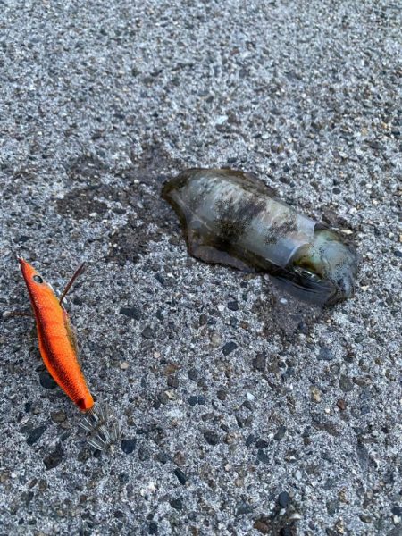 仕事終わりに1時間程度アオリ調査