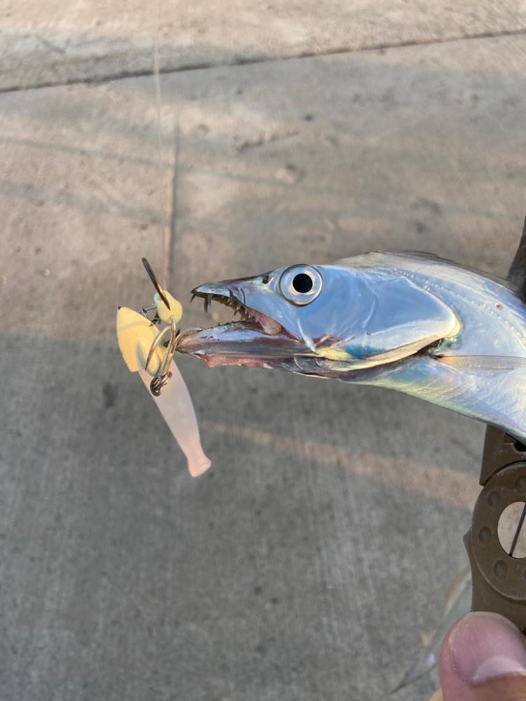 最強アクション実証、夏太刀魚攻略