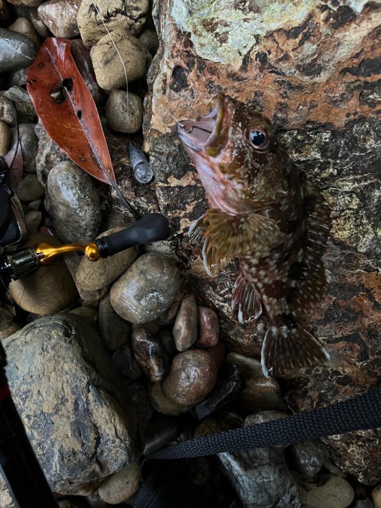 アコウ、ガシラ、カワハギ