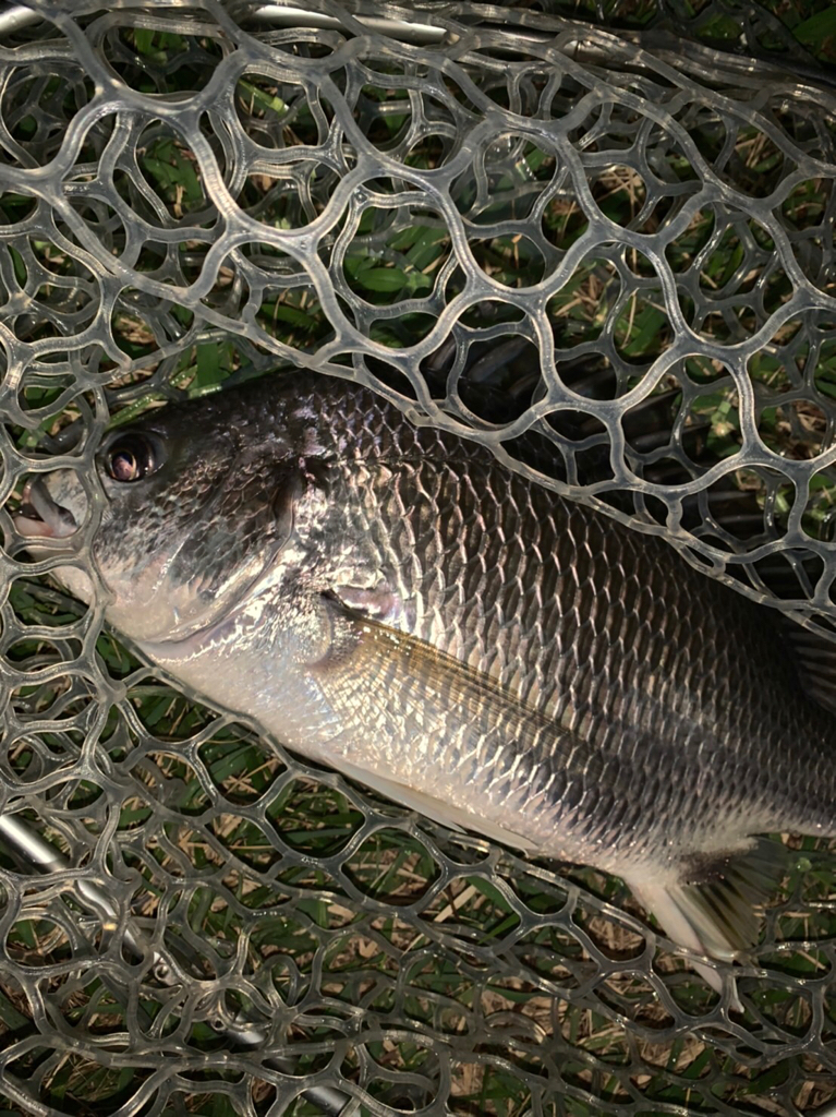 チヌハンターパート46