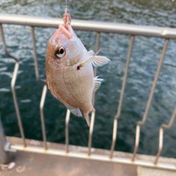 連日のファミリーフィッシング