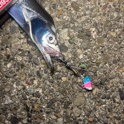 タチウオテンヤゲーム！