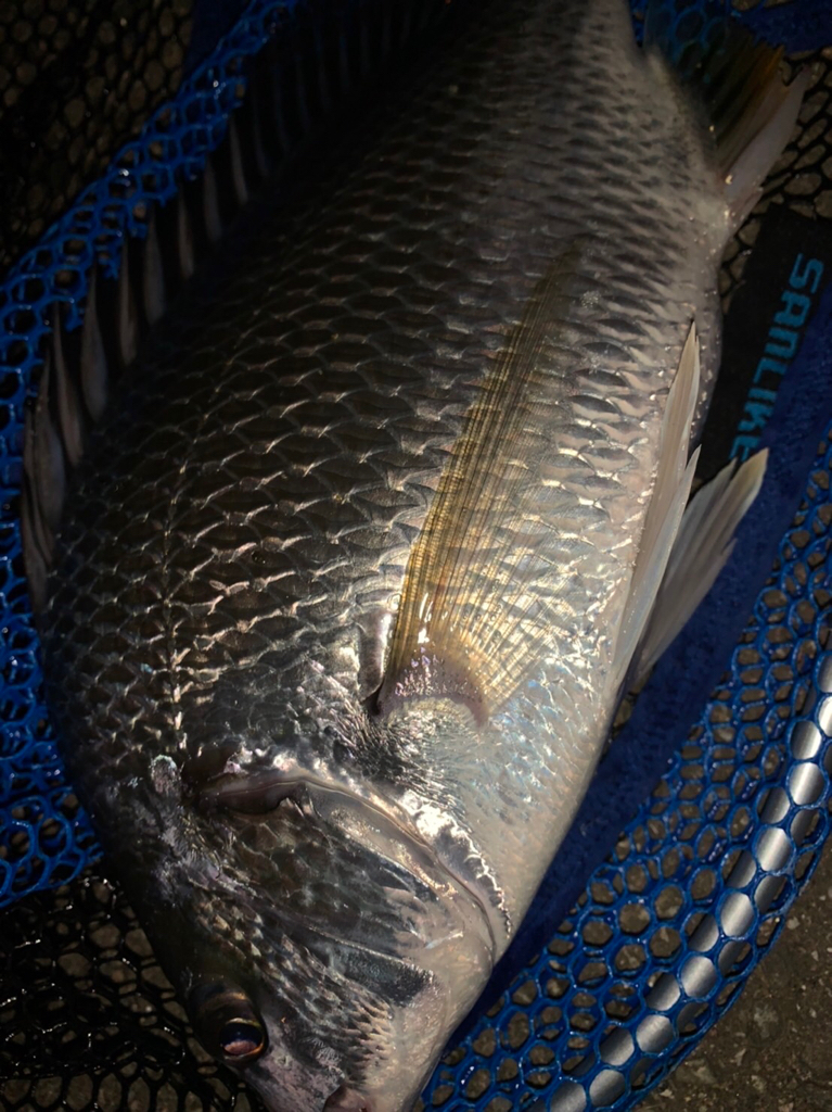 チヌハンターパート32