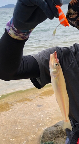 まだまだキス 数釣りより型が良い!