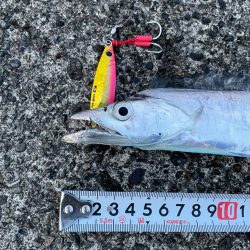 太刀魚1匹でも嬉しい