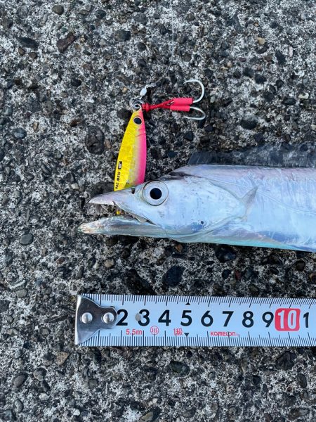 太刀魚1匹でも嬉しい