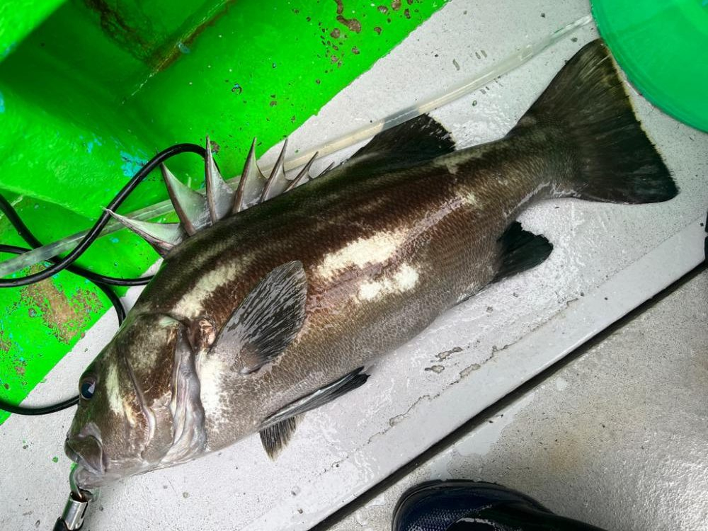 銚子沖、根魚五目