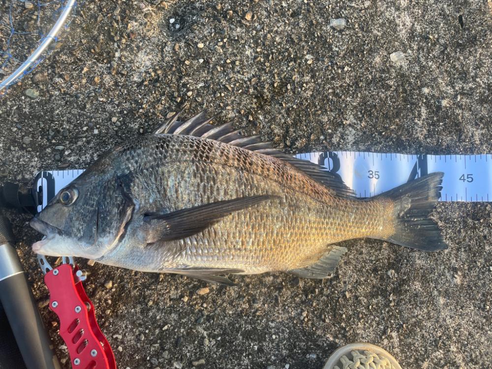 チヌ自己新記録！