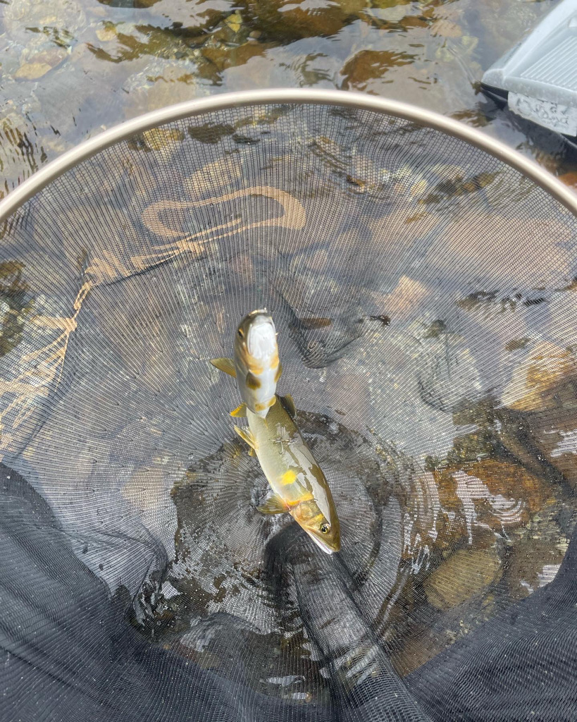 初心者の鮎掛け