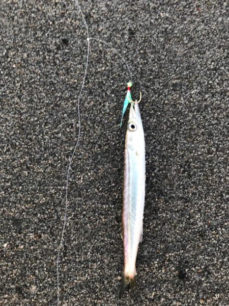 ギガアジ狙いでヒラメ