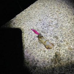 ライトエギングとSLS