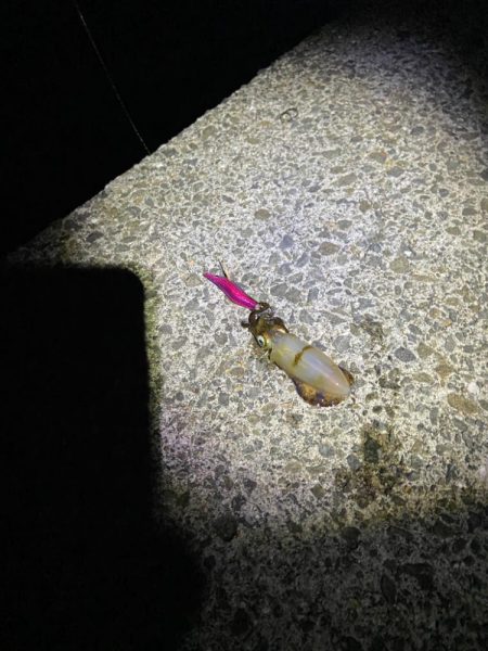 ライトエギングとSLS