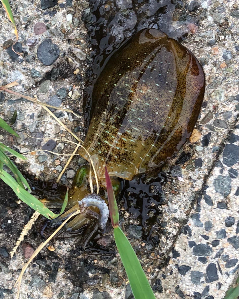 コロッケあがりました