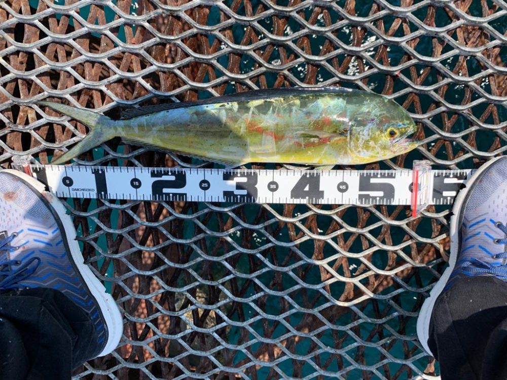 ペンペン爆釣！