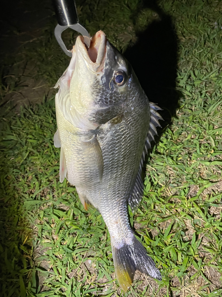 キビレさーーーん