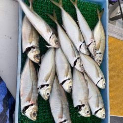 齋藤丸の午後はアジ便