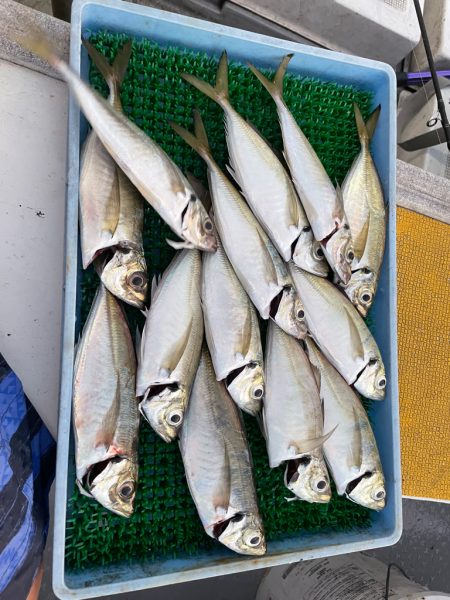 齋藤丸の午後はアジ便