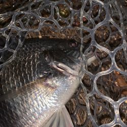 チヌハンターパート43