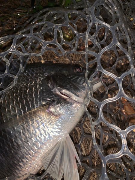 チヌハンターパート43