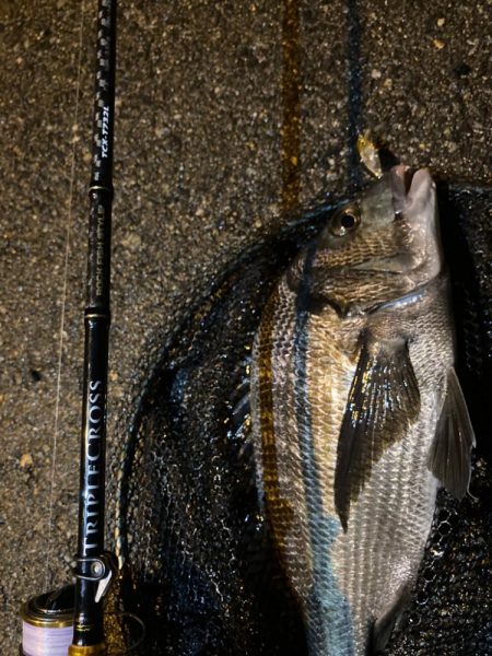 トリプルクロスでチニング大勝利！