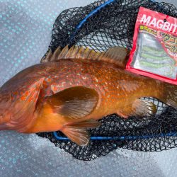 シャローロックフィッシュゲーム！