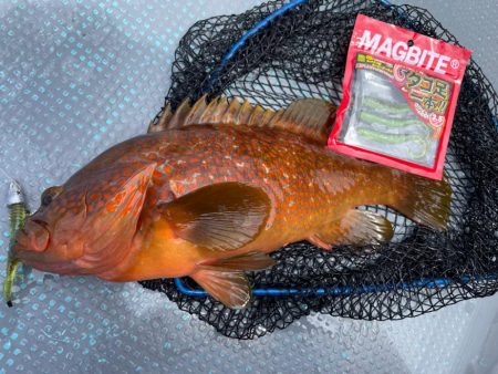 シャローロックフィッシュゲーム！