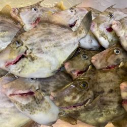 シーズン先取りカワハギ釣り!